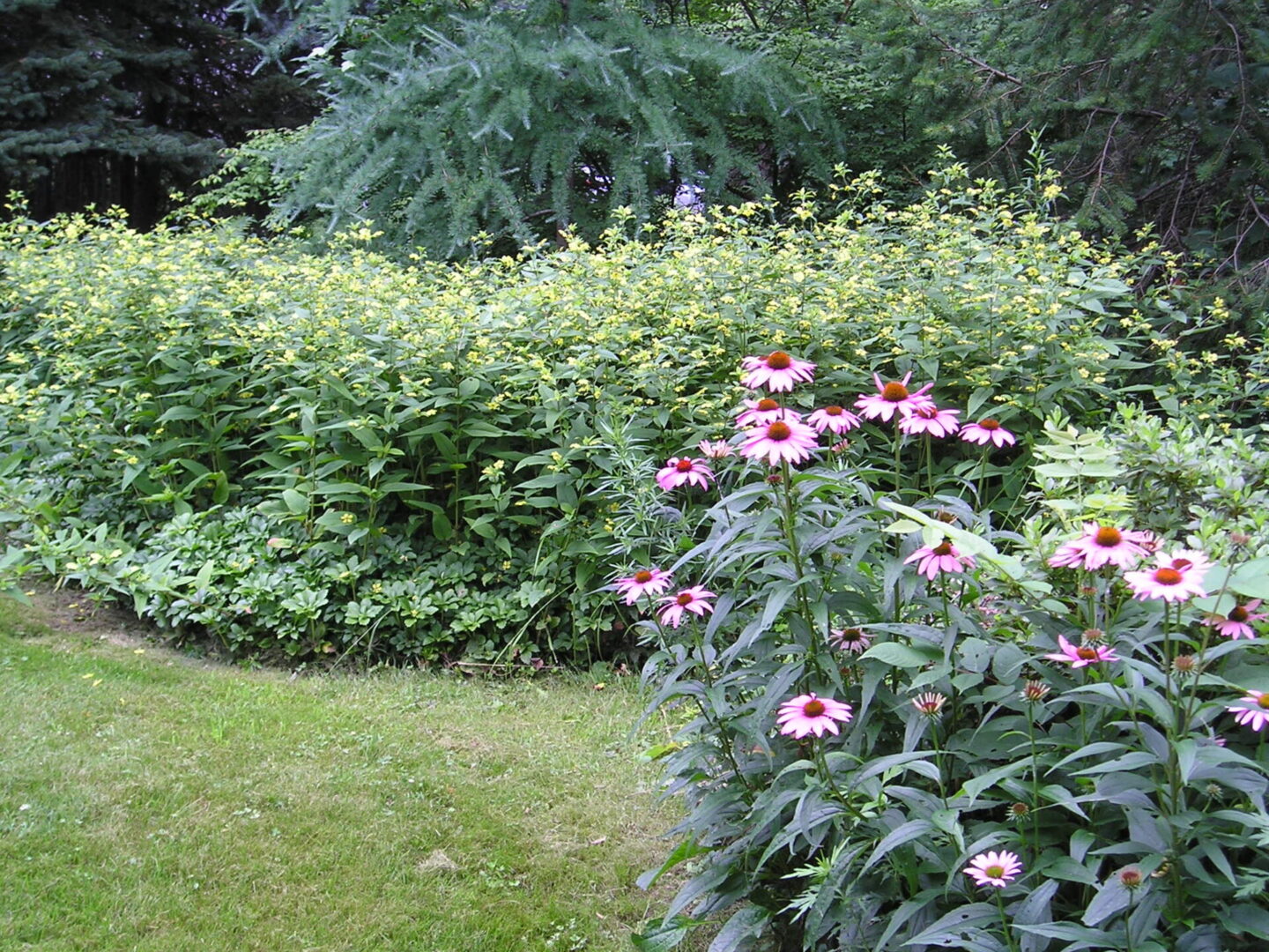 Coreopsis, Echinacea Garden